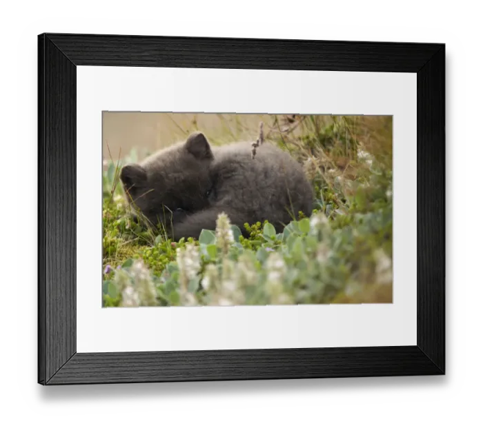 Framed Print : Arctic fox (Vulpes lagopus) cub resting. Hornstrandir Nature Reserve, Iceland, July Framed Print : Arctic fox (Vulpes lagopus) cub resting. Hornstrandir Nature Reserve, Iceland, July