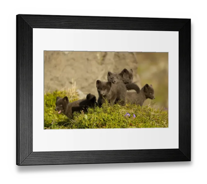 Framed Print : Arctic fox (Vulpes lagopus) cubs playing. Hornstrandir Nature Reserve, Iceland, July Framed Print : Arctic fox (Vulpes lagopus) cubs playing. Hornstrandir Nature Reserve, Iceland, July