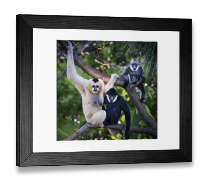 Framed Print : White-cheeked gibbon (Nomascus leucogenys) female and two offspring, a male and female Framed Print : White-cheeked gibbon (Nomascus leucogenys) female and two offspring, a male and female