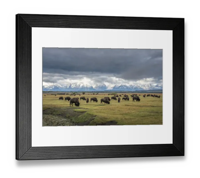 Framed Print : Bison (Bison bison) herd grazing on plain, snow and cloud covered mountains in background Framed Print : Bison (Bison bison) herd grazing on plain, snow and cloud covered mountains in background
