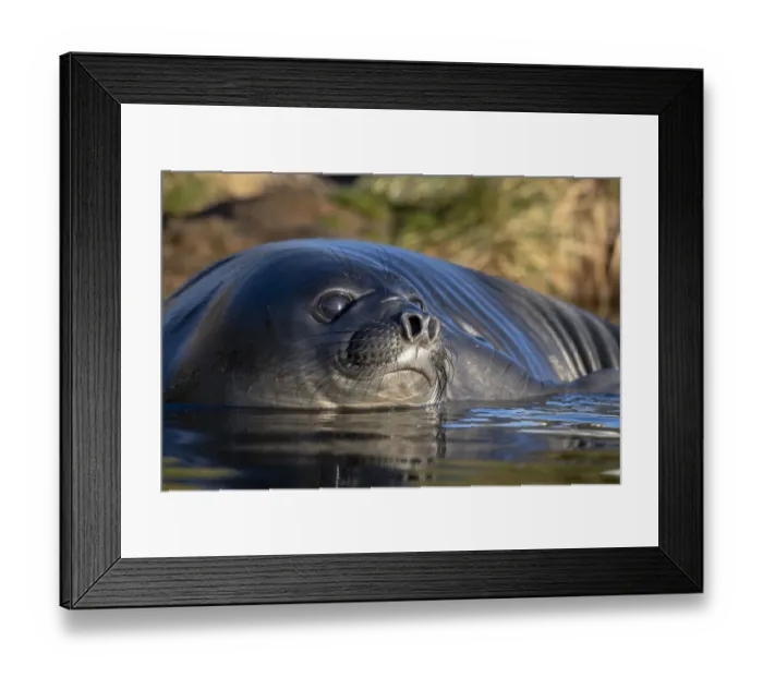 Framed Print : Elephant seal (Mirounga leonina) pup bathing in puddle. Whistle Cove, Fortuna Bay Framed Print : Elephant seal (Mirounga leonina) pup bathing in puddle. Whistle Cove, Fortuna Bay