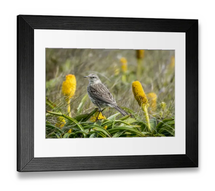 Framed Print : Auckland Island pipit (Anthus novaeseelandiae) perched amongst flowers Framed Print : Auckland Island pipit (Anthus novaeseelandiae) perched amongst flowers