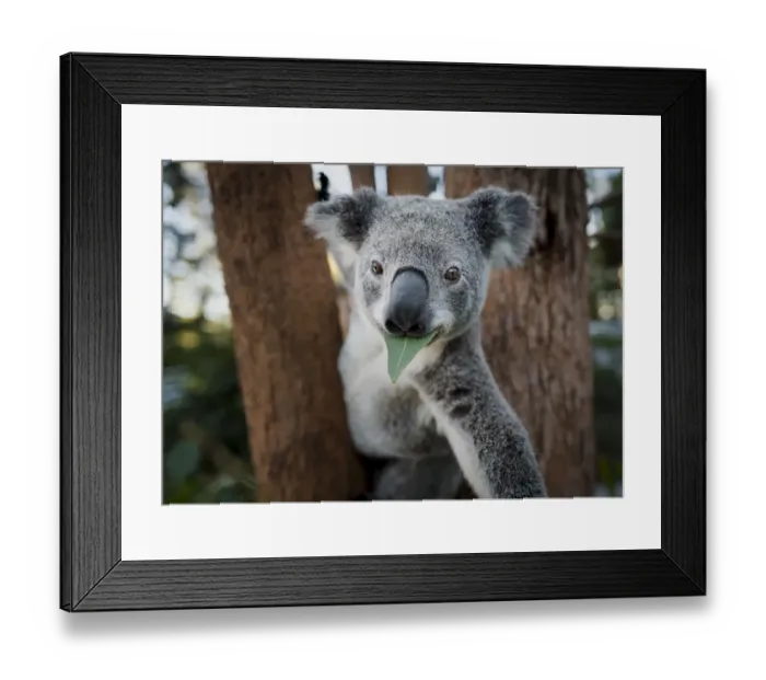 Framed Print : Koala (Phascolarctos cinereus), rescued joey eating gum leaf whilst in tree Framed Print : Koala (Phascolarctos cinereus), rescued joey eating gum leaf whilst in tree
