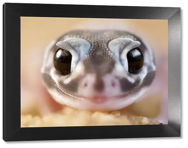 Smooth knob-tailed gecko (Nephrurus levis occidentalis) portrait