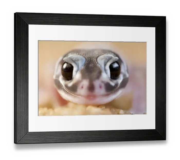 Framed Print : Smooth knob-tailed gecko (Nephrurus levis occidentalis) portrait Framed Print : Smooth knob-tailed gecko (Nephrurus levis occidentalis) portrait