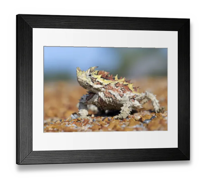 Framed Print : Thorny devil (Moloch horridus). Kalbarri National Park, Western Australia. October Framed Print : Thorny devil (Moloch horridus). Kalbarri National Park, Western Australia. October