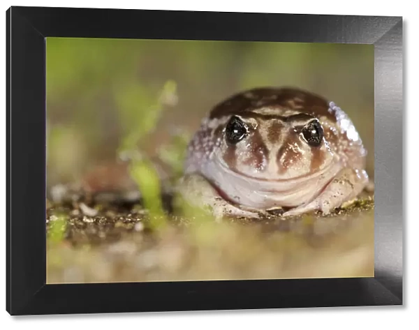Sand frog (Heleioporus psammophilus) portrait. Leeuwin-Naturaliste National Park