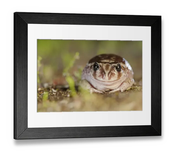 Framed Print : Sand frog (Heleioporus psammophilus) portrait. Leeuwin-Naturaliste National Park Framed Print : Sand frog (Heleioporus psammophilus) portrait. Leeuwin-Naturaliste National Park