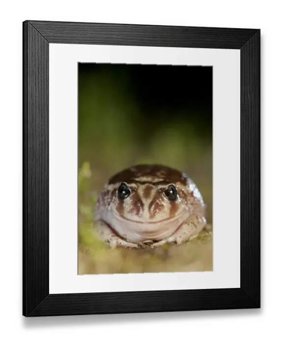 Framed Print : Sand frog (Heleioporus psammophilus) portrait. Leeuwin-Naturaliste National Park Framed Print : Sand frog (Heleioporus psammophilus) portrait. Leeuwin-Naturaliste National Park