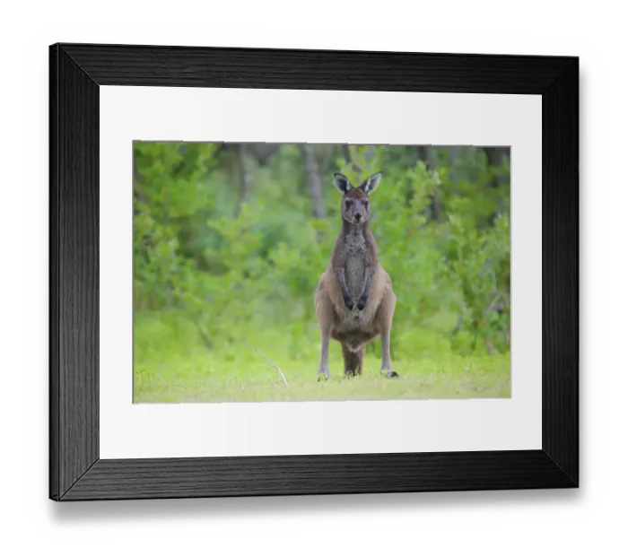 Framed Print : Western grey kangaroo (Macropus fuliginosus). Leeuwin-Naturaliste National Park Framed Print : Western grey kangaroo (Macropus fuliginosus). Leeuwin-Naturaliste National Park
