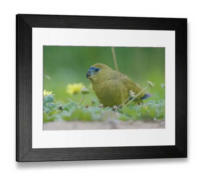 Framed Print : Rock parrot (Neophema petrophila) feeding amongst flowers. Hamelin Bay, Western Australia Framed Print : Rock parrot (Neophema petrophila) feeding amongst flowers. Hamelin Bay, Western Australia