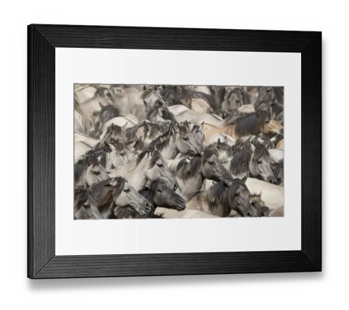 Framed Print : RF - Dulmen pony, wild mares and foals running together at roundup. Dulmen, North Rhine-Westphalia, Germany. (This image may be licensed either as rights managed or royalty free. ) Framed Print : RF - Dulmen pony, wild mares and foals running together at roundup. Dulmen, North Rhine-Westphalia, Germany. (This image may be licensed either as rights managed or royalty free. )