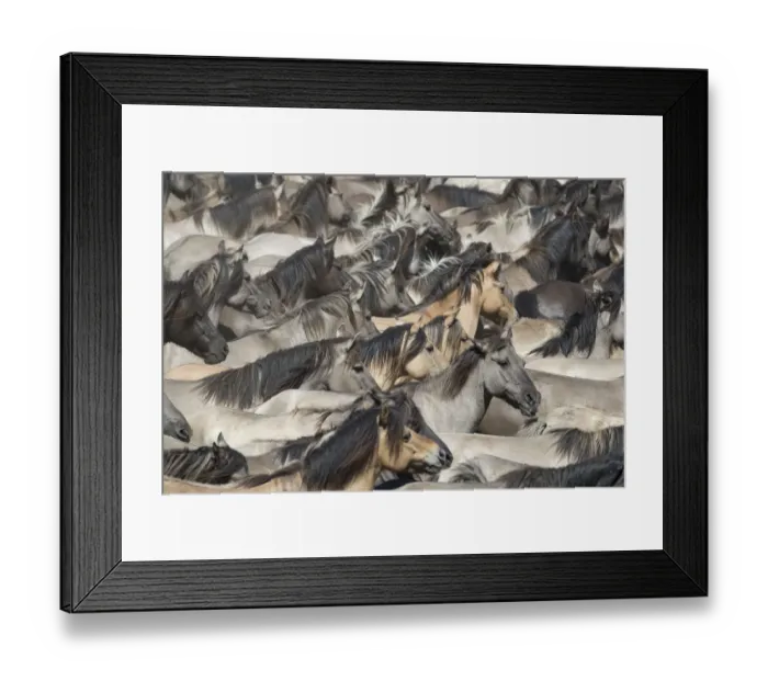 Framed Print : Dulmen ponies, wild mares and foals running together at roundup. Dulmen, North Rhine-Westphalia, Germany Framed Print : Dulmen ponies, wild mares and foals running together at roundup. Dulmen, North Rhine-Westphalia, Germany