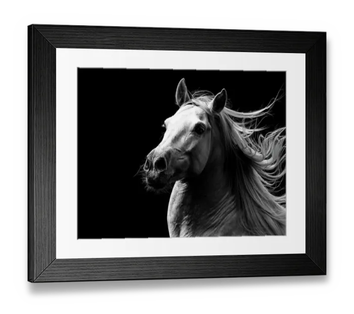 Framed Print : RF - Andalusian horse stallion running with mane flowing, portrait. Germany. (This image may be licensed either as rights managed or royalty free.) Framed Print : RF - Andalusian horse stallion running with mane flowing, portrait. Germany. (This image may be licensed either as rights managed or royalty free.)