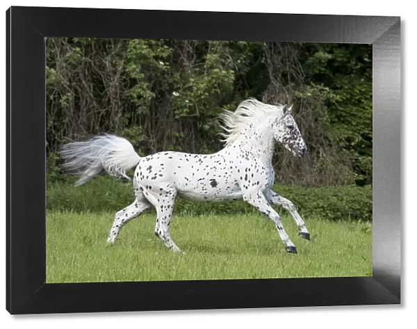 RF - Knabstrupper stallion with leopard spotting colouration, running in pasture. Germany