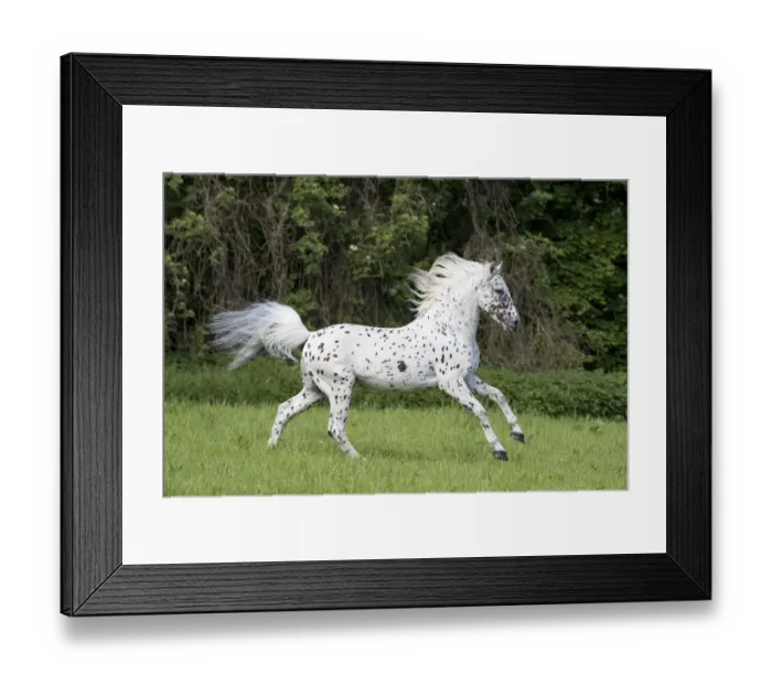 Framed Print : RF - Knabstrupper stallion with leopard spotting colouration, running in pasture. Germany Framed Print : RF - Knabstrupper stallion with leopard spotting colouration, running in pasture. Germany