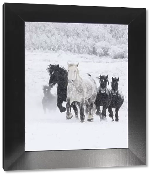 Percheron horse, group running uphill through snow, one dappled grey leading black horses