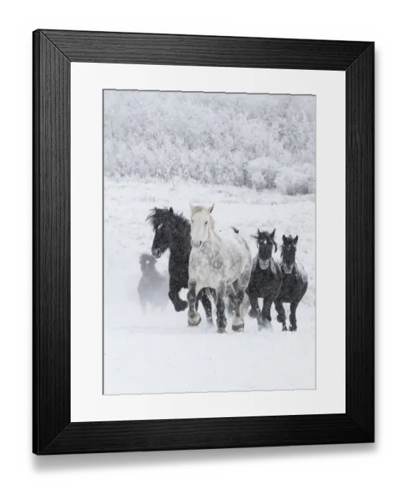 Framed Print : Percheron horse, group running uphill through snow, one dappled grey leading black horses Framed Print : Percheron horse, group running uphill through snow, one dappled grey leading black horses