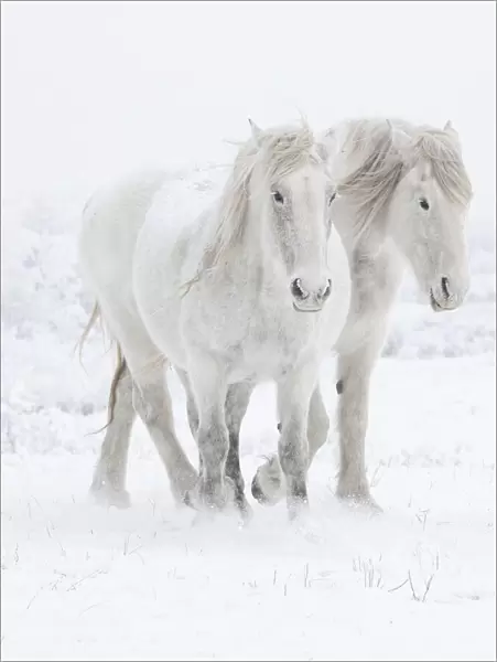 Percheron horses, two walking through snow. Alberta, Canada. February
