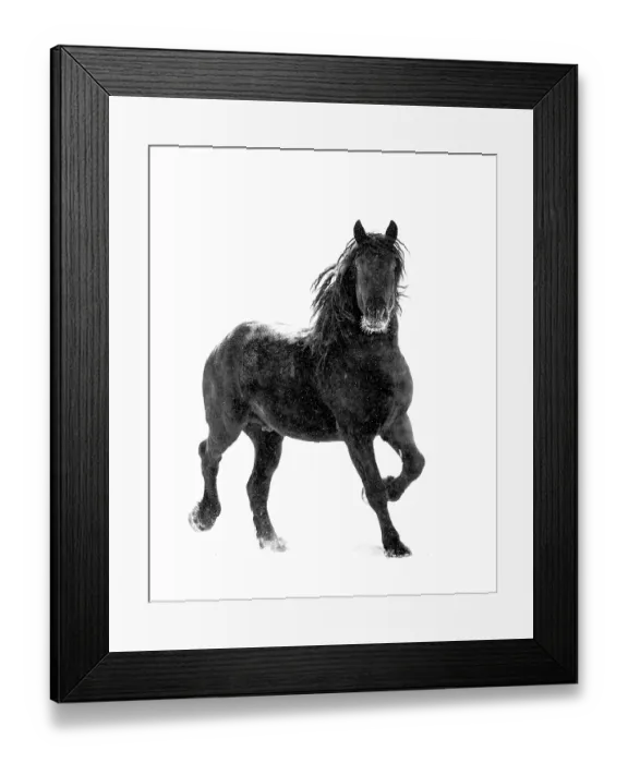 Framed Print : RF - Percheron horse trotting through snow. Alberta, Canada. Febraury. (This image may be licensed either as rights managed or royalty free.) Framed Print : RF - Percheron horse trotting through snow. Alberta, Canada. Febraury. (This image may be licensed either as rights managed or royalty free.)