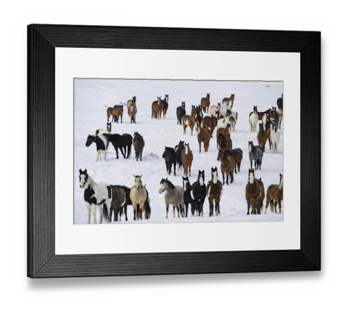 Framed Print : Mustang herd standing in snow. Black Hills Wild Horse Sanctuary, South Dakota, USA