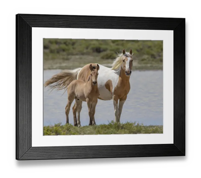 Framed Print : RF - Mustang mare and foal standing in front of water body. Red Desert Complex, Wyoming Framed Print : RF - Mustang mare and foal standing in front of water body. Red Desert Complex, Wyoming
