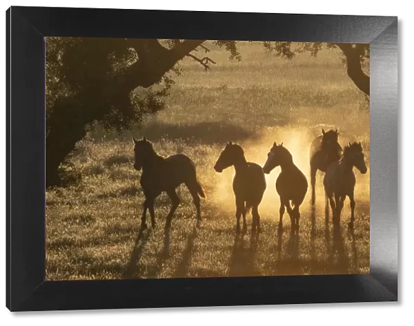 Lusitano horses, five young stallions playing between trees in pasture