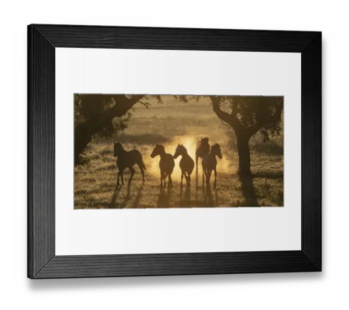 Framed Print : Lusitano horses, five young stallions playing between trees in pasture Framed Print : Lusitano horses, five young stallions playing between trees in pasture