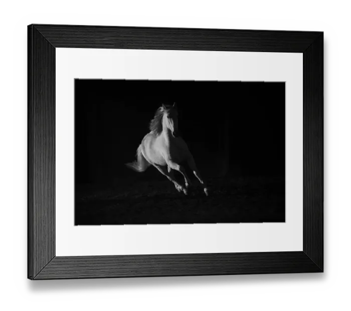 Framed Print : Andalusian stallion running in dark arena. Quebec, Canada Framed Print : Andalusian stallion running in dark arena. Quebec, Canada