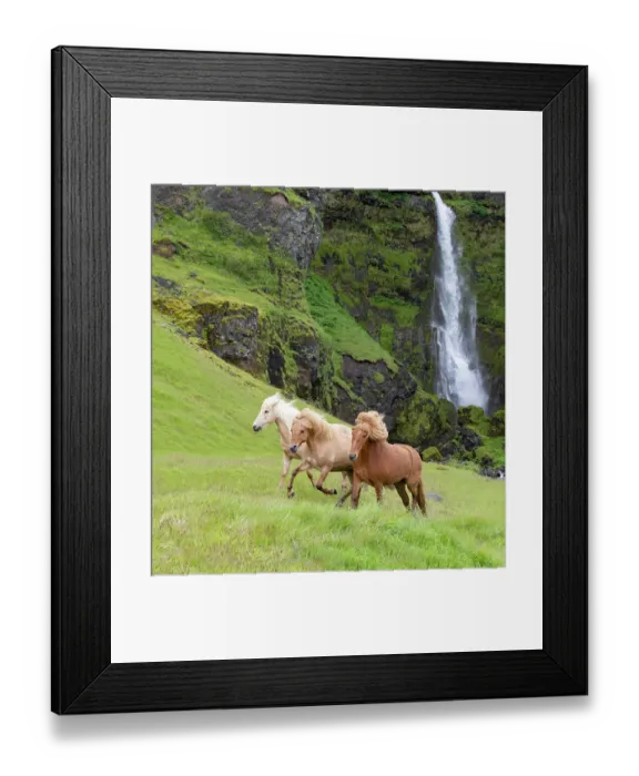 Framed Print : RF - Icelandic horses, three running through grassland, waterfall in background. Southern Iceland. June 2018. (This image may be licensed either as rights managed or royalty free.) Framed Print : RF - Icelandic horses, three running through grassland, waterfall in background. Southern Iceland. June 2018. (This image may be licensed either as rights managed or royalty free.)