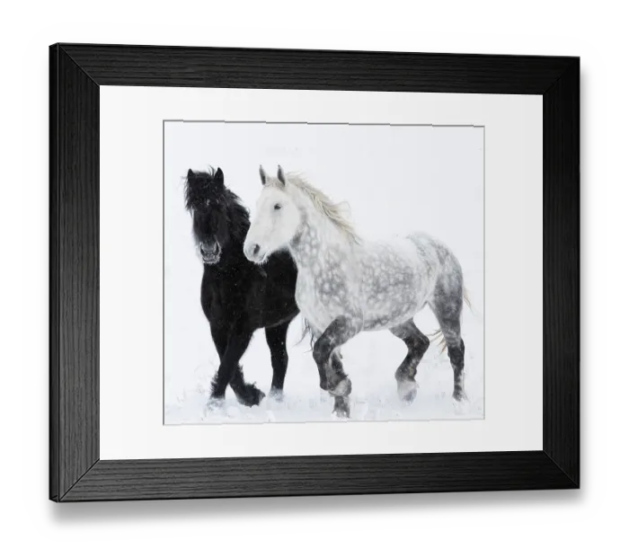 Framed Print : RF - Percheron horse, two walking through snow, one black, one dappled grey. Alberta, Canada. February. (This image may be licensed either as rights managed or royalty free.) Framed Print : RF - Percheron horse, two walking through snow, one black, one dappled grey. Alberta, Canada. February. (This image may be licensed either as rights managed or royalty free.)