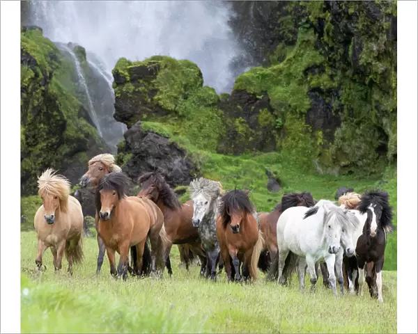 RF - Icelandic horse herd in grassland, rocky base of waterfall in background