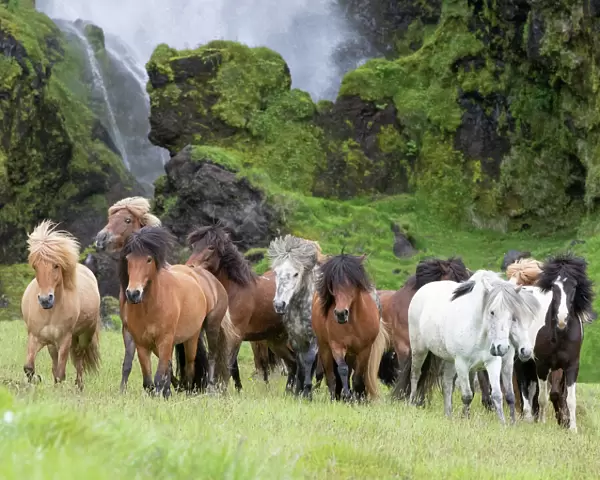 RF - Icelandic horse herd in grassland, rocky base of waterfall in background