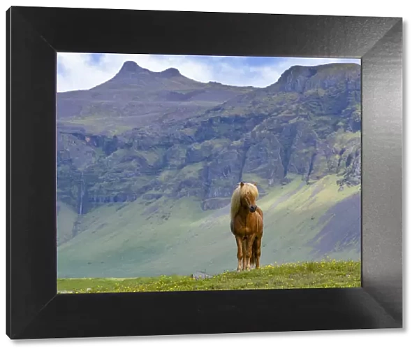 Icelandic horse standing in grassland, mountains in background. Southern Iceland. June