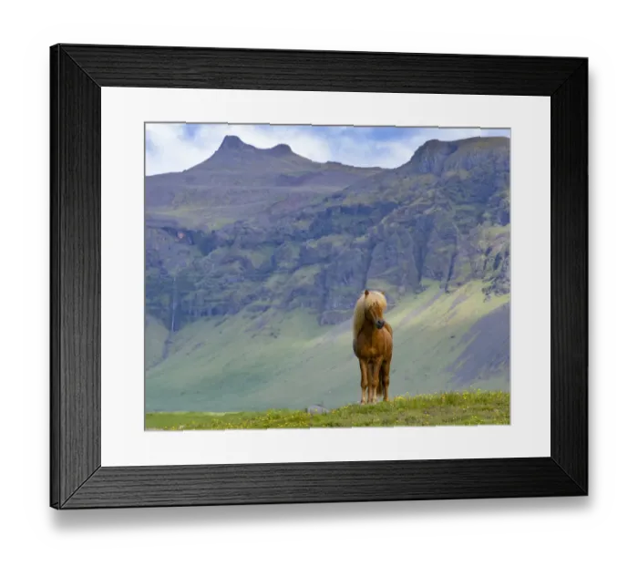 Framed Print : Icelandic horse standing in grassland, mountains in background. Southern Iceland. June Framed Print : Icelandic horse standing in grassland, mountains in background. Southern Iceland. June
