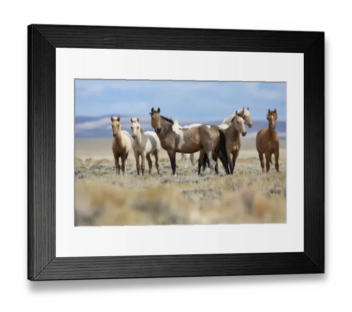 Framed Print : Mustang herd standing in grassland. Red Desert Complex, Wyoming, USA. September Framed Print : Mustang herd standing in grassland. Red Desert Complex, Wyoming, USA. September