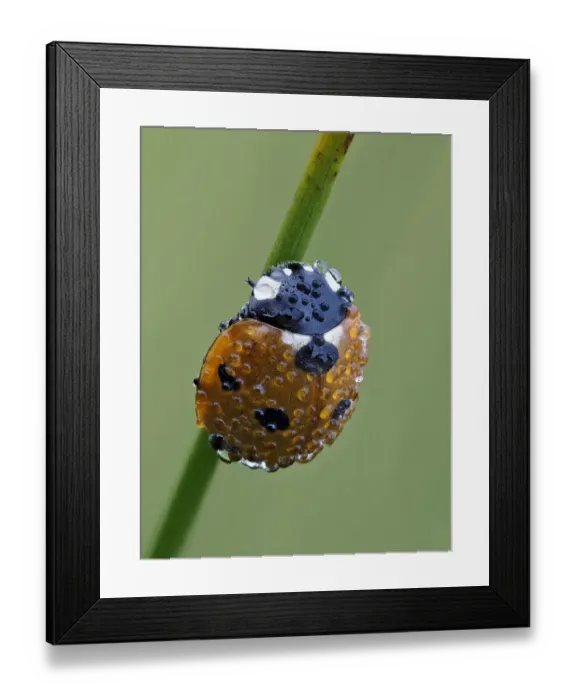 Framed Print : Seven spot ladybird (Coccinella septempunctata) on grass stem at dawn covered in dew Framed Print : Seven spot ladybird (Coccinella septempunctata) on grass stem at dawn covered in dew