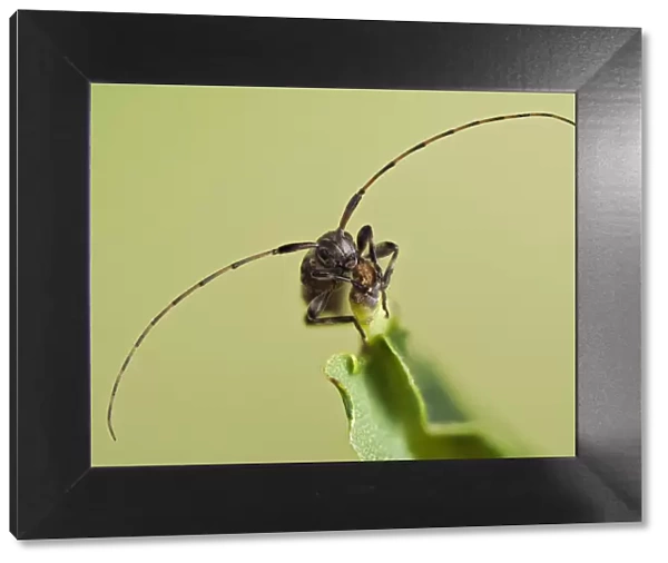 Longhorn beetle (Leiopus nebulosus) showing the long antennae, Hertfordshire, England, UK