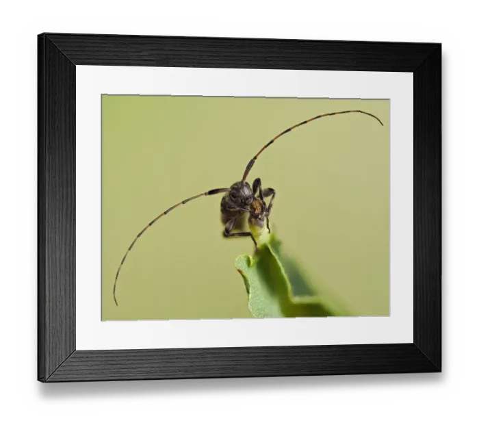 Framed Print : Longhorn beetle (Leiopus nebulosus) showing the long antennae, Hertfordshire, England, UK Framed Print : Longhorn beetle (Leiopus nebulosus) showing the long antennae, Hertfordshire, England, UK