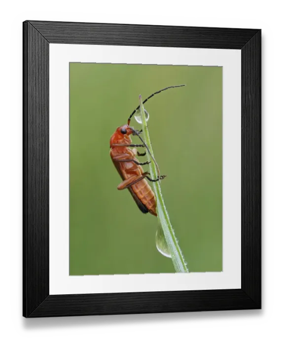 Framed Print : Common red soldier beetle (Rhagonycha fulva) climbing up grass with dew drops Framed Print : Common red soldier beetle (Rhagonycha fulva) climbing up grass with dew drops
