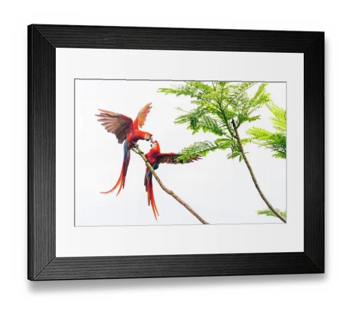 Framed Print : Scarlet Macaw (Ara macao) couple fighting in a tree Corcovado National Park, Osa peninsula, Costa Rica