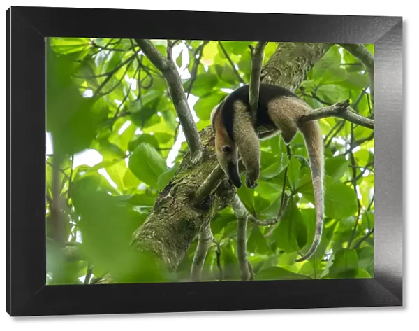 Northern tamandua (Tamandua mexicana) sleeping in a tree Corcovado National Park