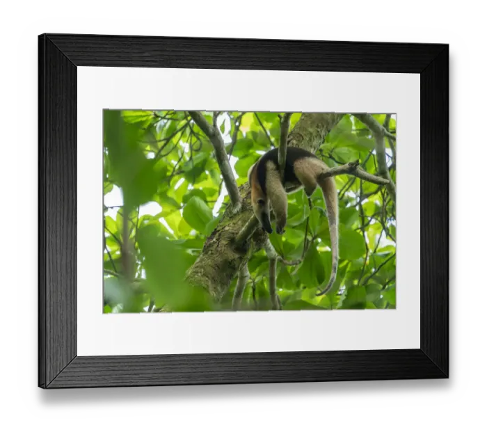 Framed Print : Northern tamandua (Tamandua mexicana) sleeping in a tree Corcovado National Park
