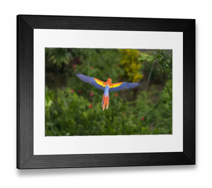 Framed Print : Scarlet Macaw (Ara macao) in flight over the rainforest Corcovado National Park Framed Print : Scarlet Macaw (Ara macao) in flight over the rainforest Corcovado National Park