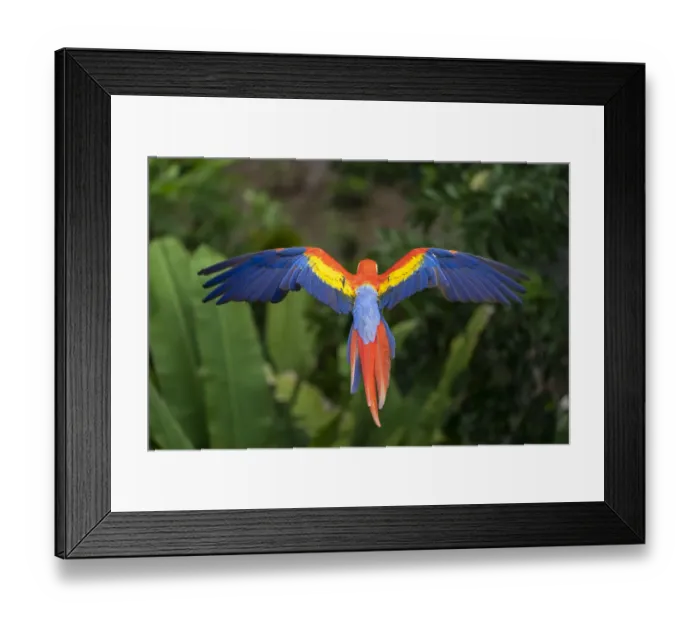 Framed Print : Scarlet Macaw (Ara macao) in flight over the rainforest Corcovado National Park Framed Print : Scarlet Macaw (Ara macao) in flight over the rainforest Corcovado National Park