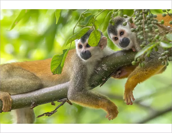 Black-crowned Central American squirrel monkey (Saimiri oerstedii