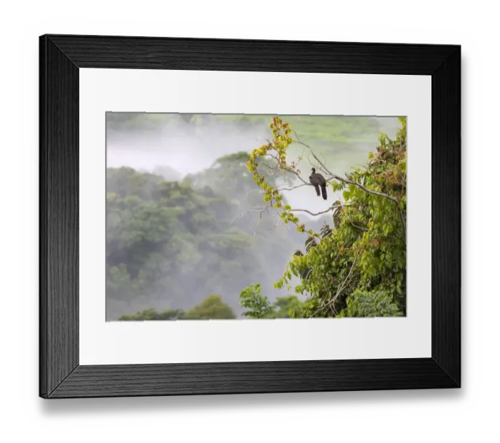 Framed Print : Crested guan (Penelope purpurascens) with young in a tree Carara National Park, Tarcoles Framed Print : Crested guan (Penelope purpurascens) with young in a tree Carara National Park, Tarcoles