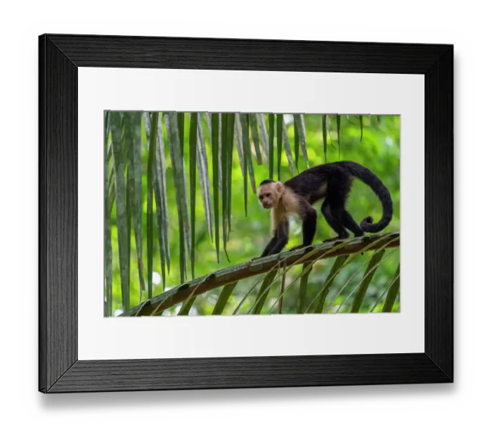 Framed Print : White-faced Capuchin (Cebus capucinus imitator) Carara National Park, Costa Rica Framed Print : White-faced Capuchin (Cebus capucinus imitator) Carara National Park, Costa Rica