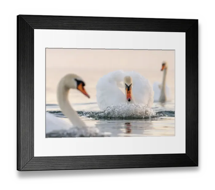 Framed Print : Mute swan (Cygnus olor) in a threathening territorial pose Framed Print : Mute swan (Cygnus olor) in a threathening territorial pose
