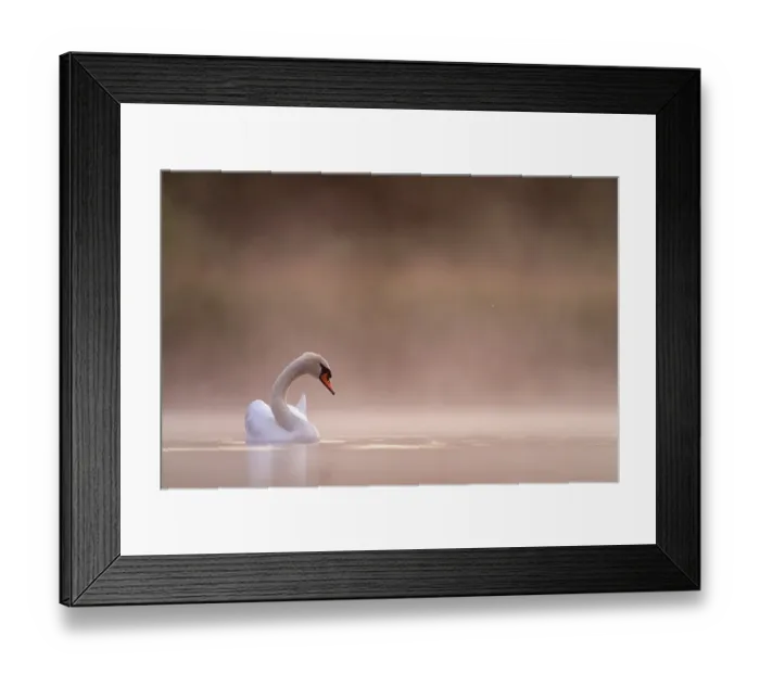 Framed Print : Mute swan (cygnus olor) in the first light in the mist Valkenhorst Nature Reserve, Valkenswaard, The Netherlands, June Framed Print : Mute swan (cygnus olor) in the first light in the mist Valkenhorst Nature Reserve, Valkenswaard, The Netherlands, June